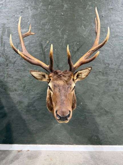 12-Point Elk Shoulder Mount image
