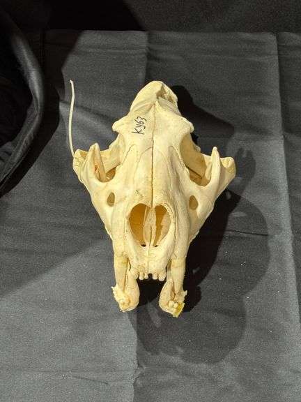 Lion Skull image
