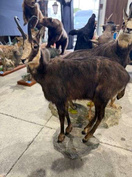 Chamois, Goat Antelope Full Mount on Realistic Habitat Base image