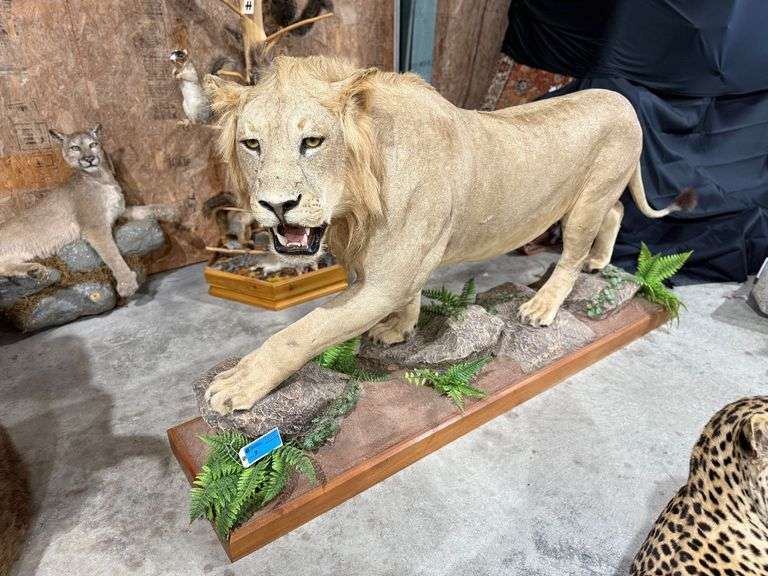 African Male Lion Full Mount in Diorama Base image