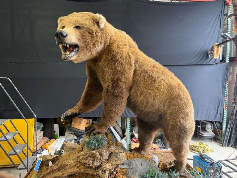 Grizzly Bear Full Mount in Diorama Base image