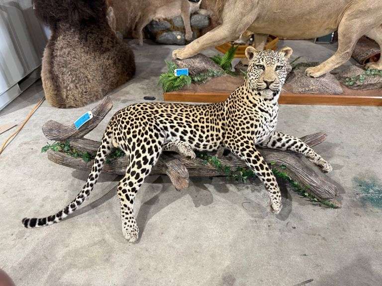 African Leopard Wall Pedestal Mount image