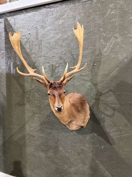 Fallow Deer Shoulder Mount image