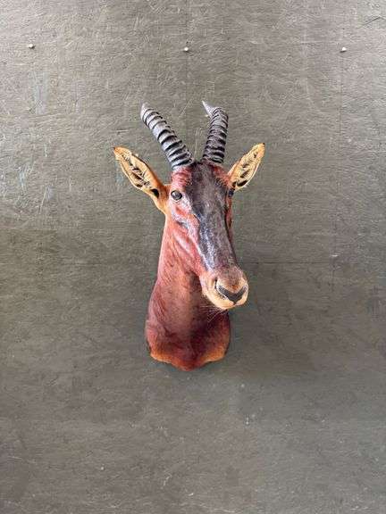 Red Hartebeest Shoulder Mount image
