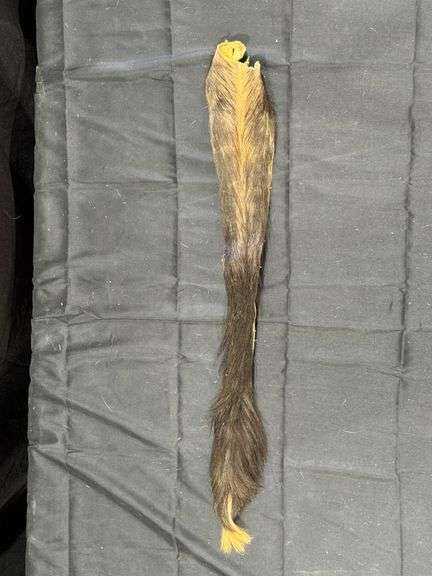 Taxidermy Tail image