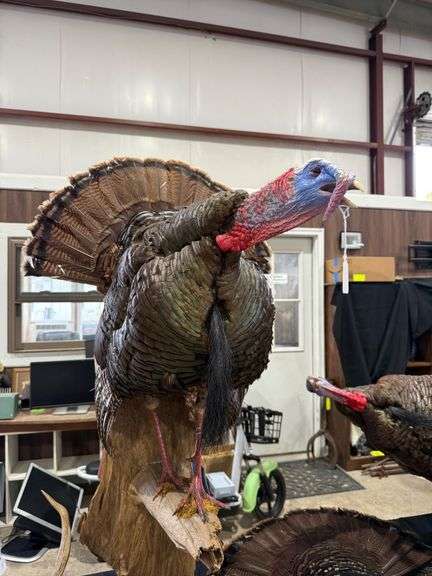 Gobbling Turkey Wall Pedestal Mount image