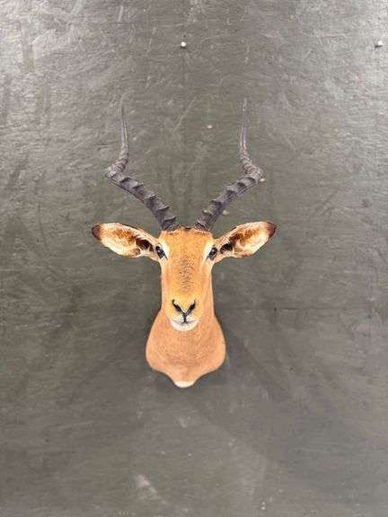 Impala Shoulder Mount image