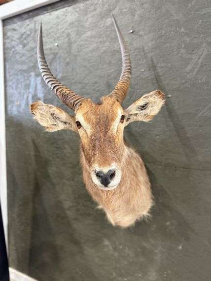 Waterbuck Antelope Shoulder Mount image