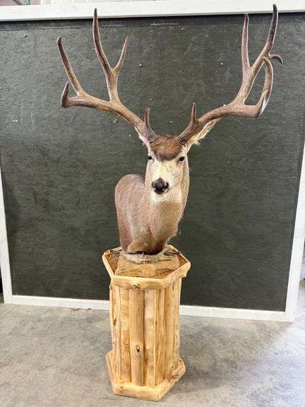 11-Point Mule Deer Shoulder Mount on Realistic Habitat Pedestal image