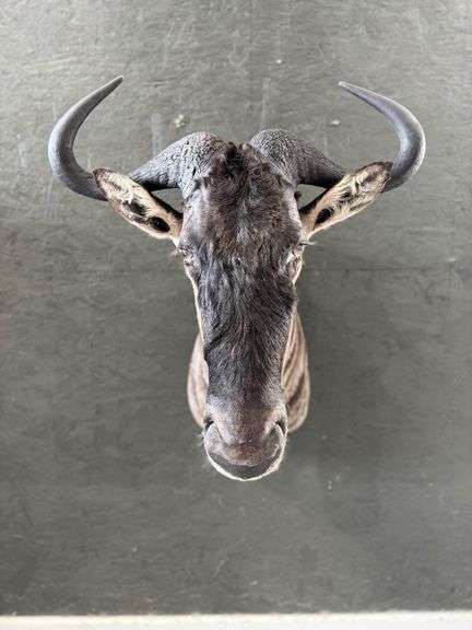 Blue Wildebeest Shoulder Mount image