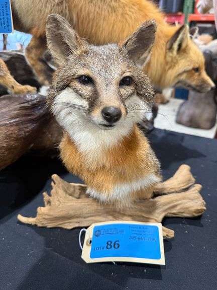 Fox Shoulder Mount on Realistic Habitat Base image