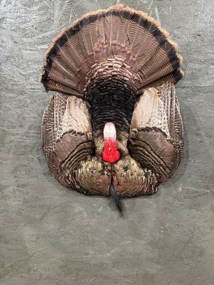 Turkey Breast Mount image