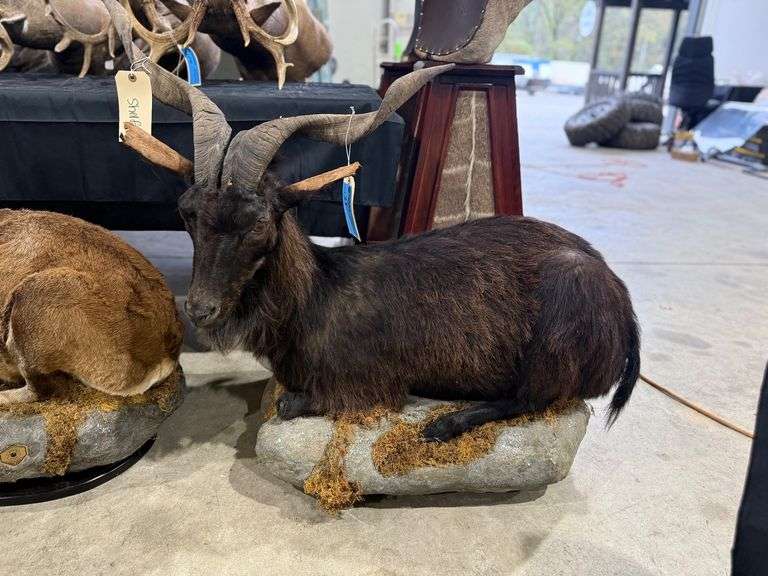 Goat Full Mount on Realistic Habitat Base image