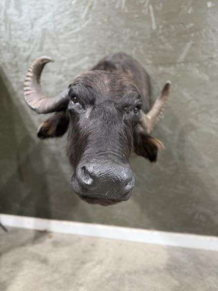 Cape Buffalo Shoulder Mount image