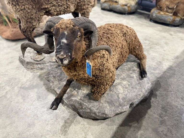 Arapawa Ram Full Mount on Realistic Habitat Base image