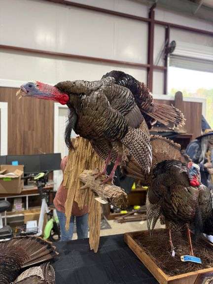 Gobbling Turkey Wall Pedestal Mount image