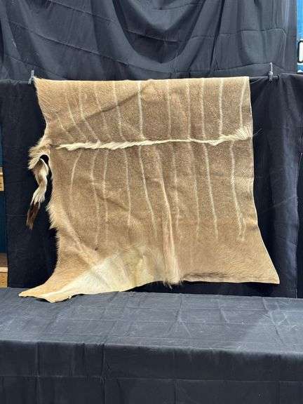 Springbok Hide image