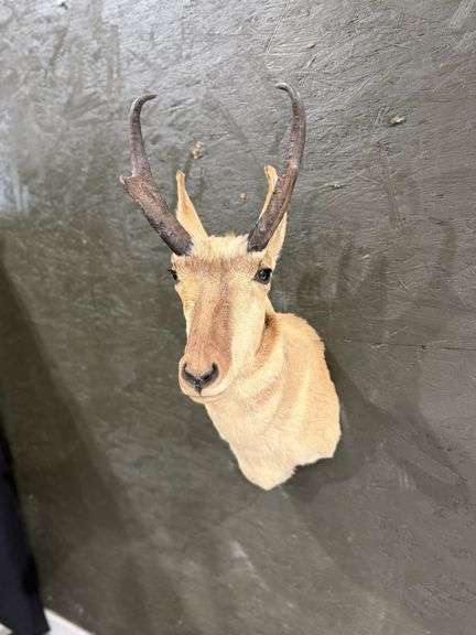 Pronghorn Antelope Shoulder Mount image