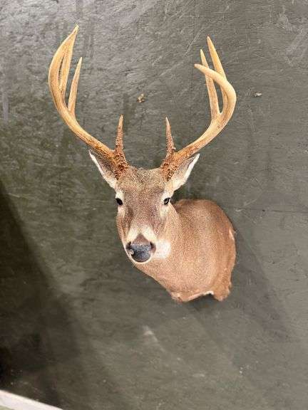 8-Point Deer Shoulder Mount image