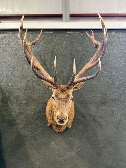 17-Point Red Deer Shoulder Mount image