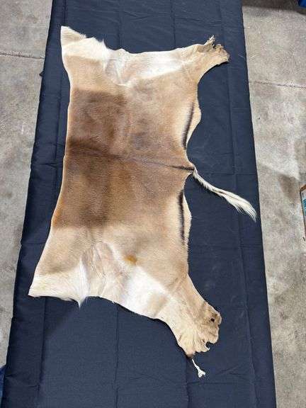 Springbok Antelope Hide image