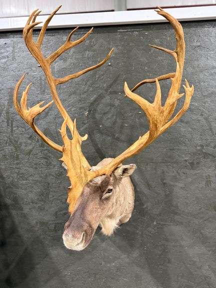 Caribou Shoulder Mount image