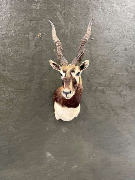 Black Buck Shoulder Mount image