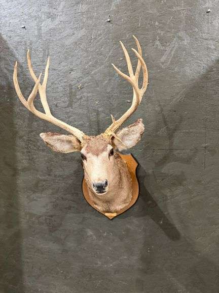 12-Point Mule Deer Shoulder Mount image