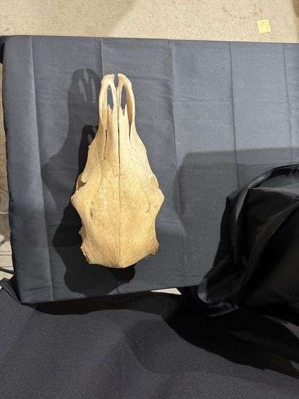 Antelope skull image