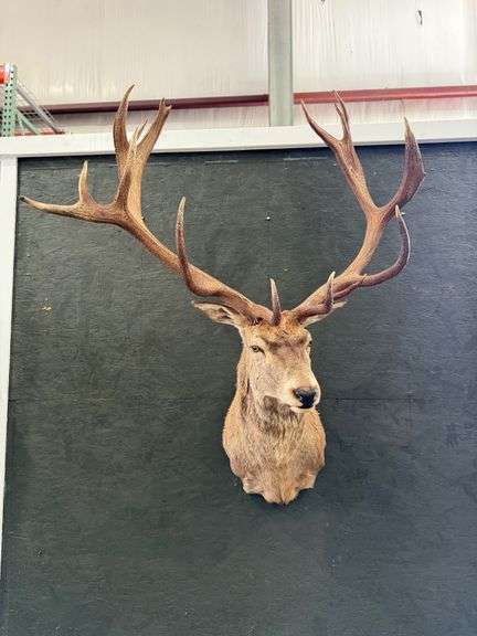 16-Point Red Deer Shoulder Mount image
