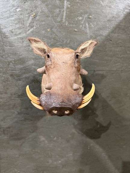 Warthog Shoulder Mount image