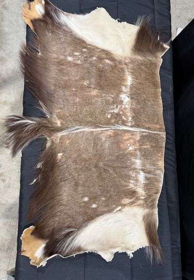 Springbok Hide image