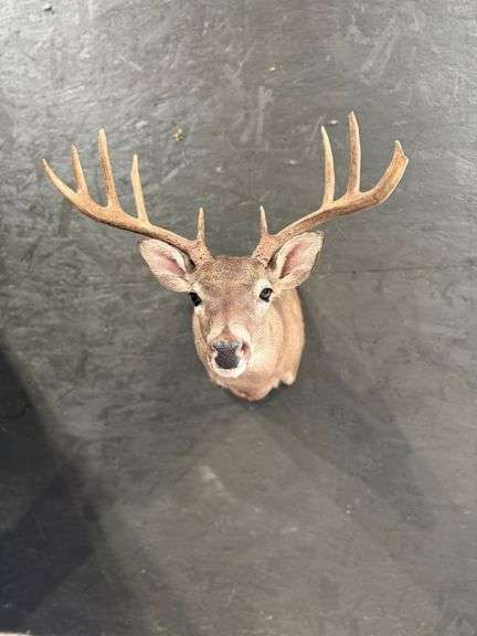 9-Point Deer Shoulder Mount image