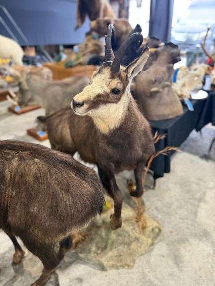 Chamois, Goat Antelope Full Mount on Realistic Habitat Base image