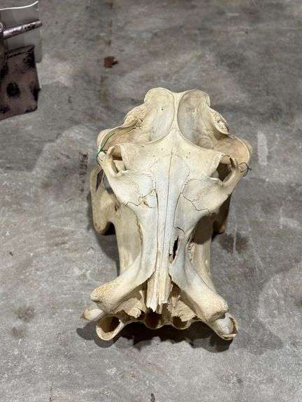 Hippo Skull image