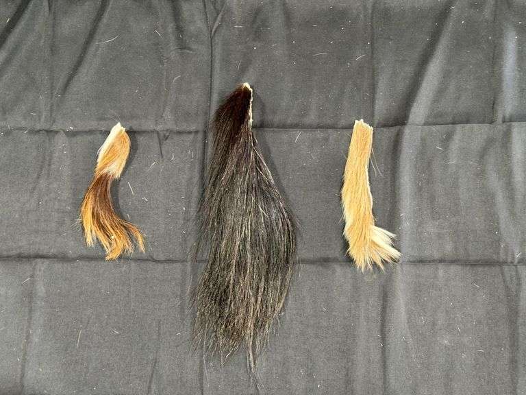 Taxidermy Tail Group image