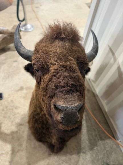 Bison Shoulder Mount image