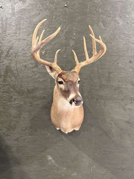 Kudu Antelope Shoulder Mount image