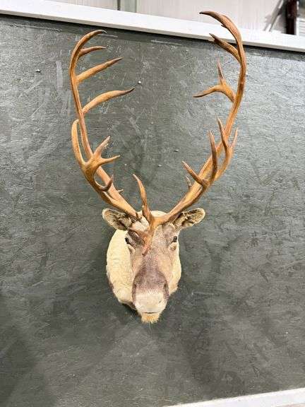 Caribou Shoulder Mount image