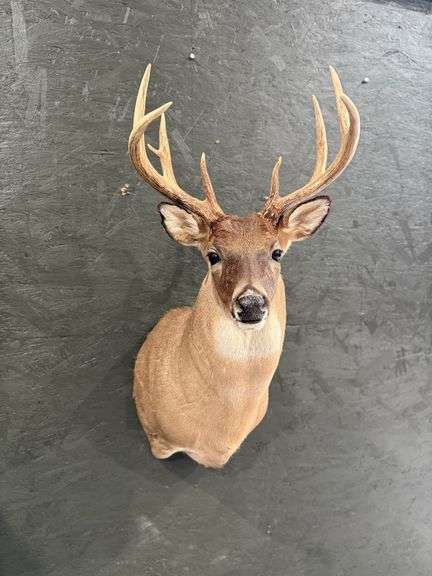 8-Point White Tailed Deer Shoulder Mount image