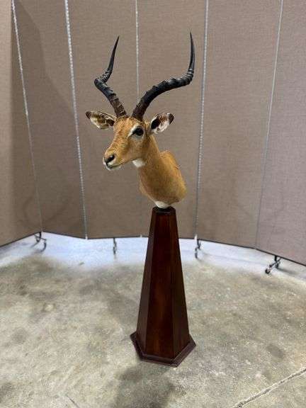 Impala Shoulder Mount on Pedestal Base image