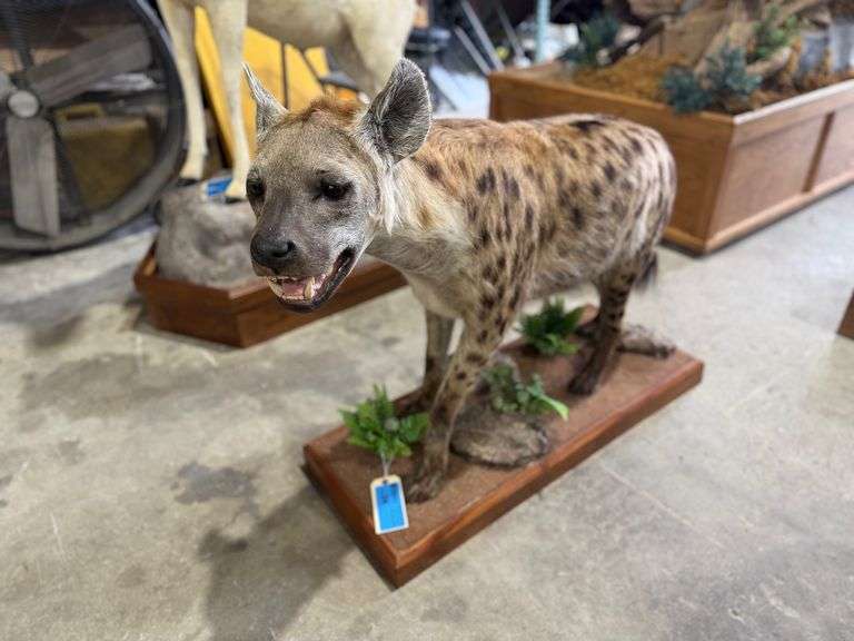 Spotted Hyena Full Mount in Diorama Base image