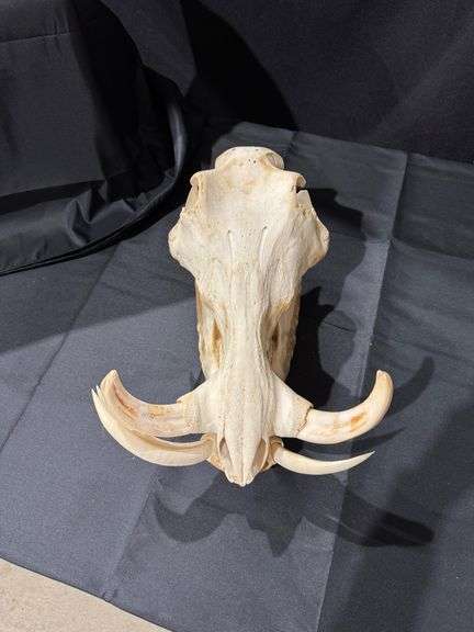 Warthog skull image