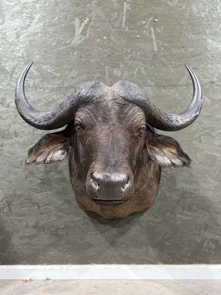 Cape Buffalo Shoulder Mount image