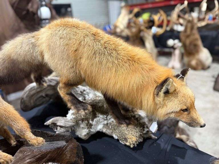 Red Fox Full Mount on Realistic Habitat Base image