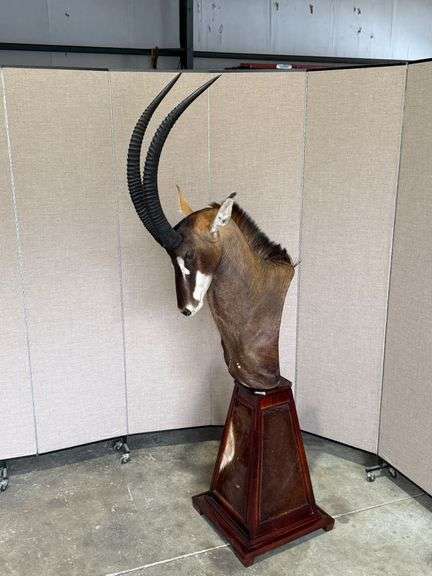 Sable Antelope Shoulder Mount on Hide Pedestal image