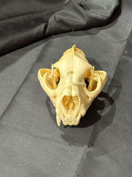 Mountain Lion Skull image