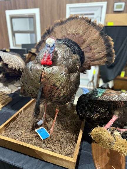 Full Strut Turkey Mount in Diorama Base image