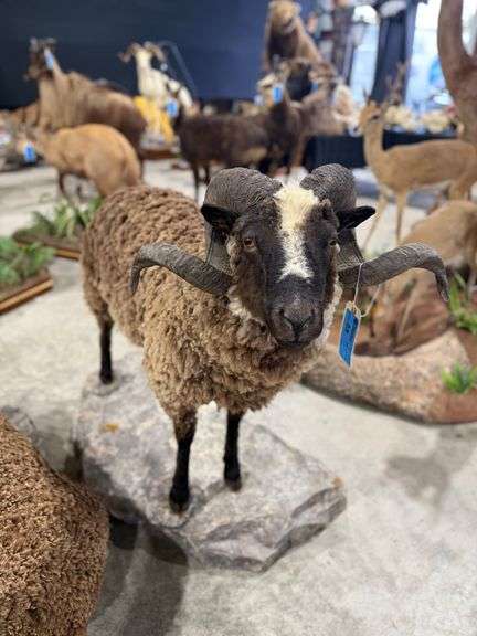 Arapawa Ram Full Mount on Realistic Habitat Base image