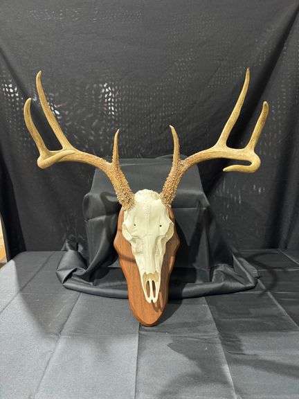 Deer Euro Skull Mount on Wall Pedestal image